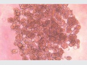 經(jīng)不同細(xì)胞培養(yǎng)測試驗(yàn)證，表面幾乎無細(xì)胞貼壁，可快速實(shí)現(xiàn)可重復(fù)、一致、可靠的細(xì)胞球培養(yǎng)