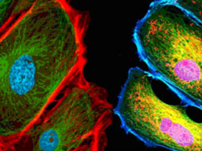 無自發(fā)熒光，成像效果佳，可用于熒光顯微實驗、激光共聚焦顯微實驗、熒光原位雜交（FISH）和相差顯微實驗等